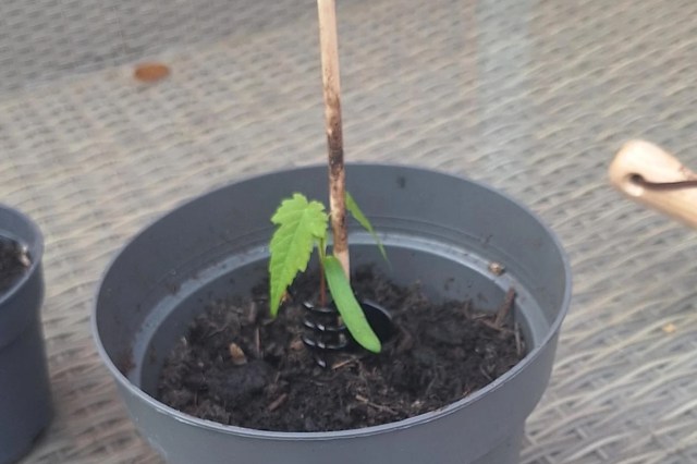 A small plant with two leaves growing in a black pot with soil and a wooden stick for support.
