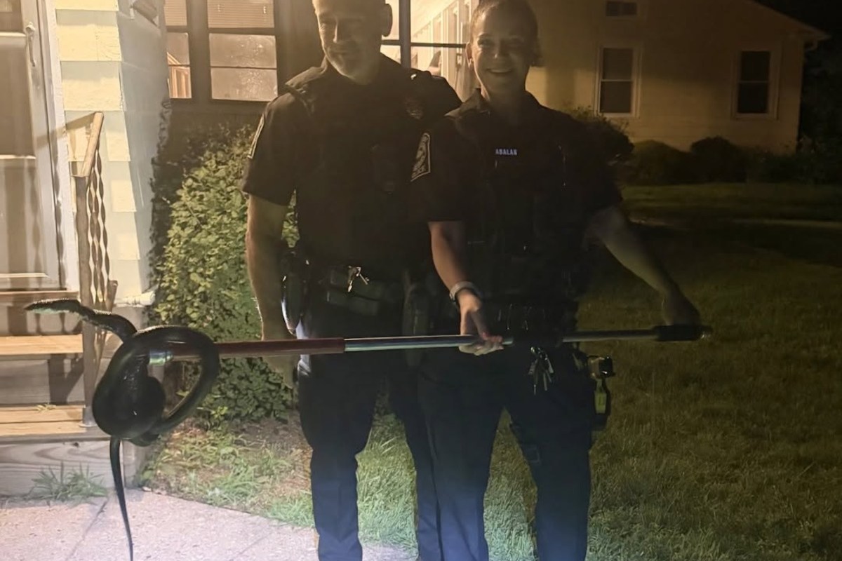 Two police officers hold a long pole with a snake at the end, standing outside a house at night.