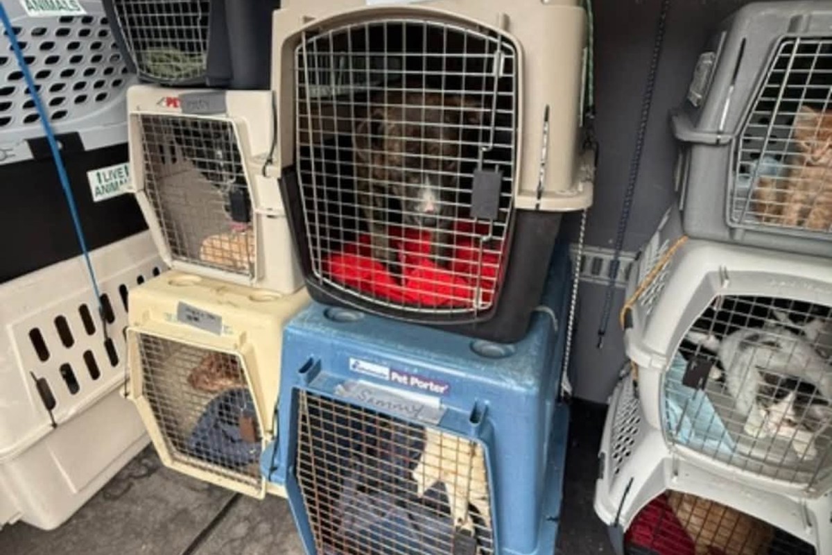 Pet carriers stacked on top of one another.