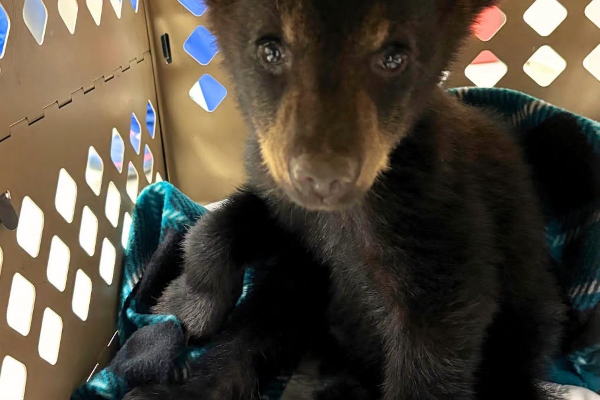 A bear cub sits on a blue blanket inside a transport crate.