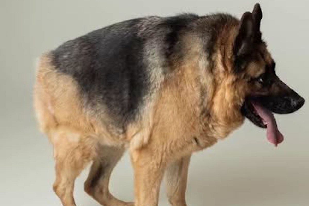 A German shepherd with short spine syndrome.