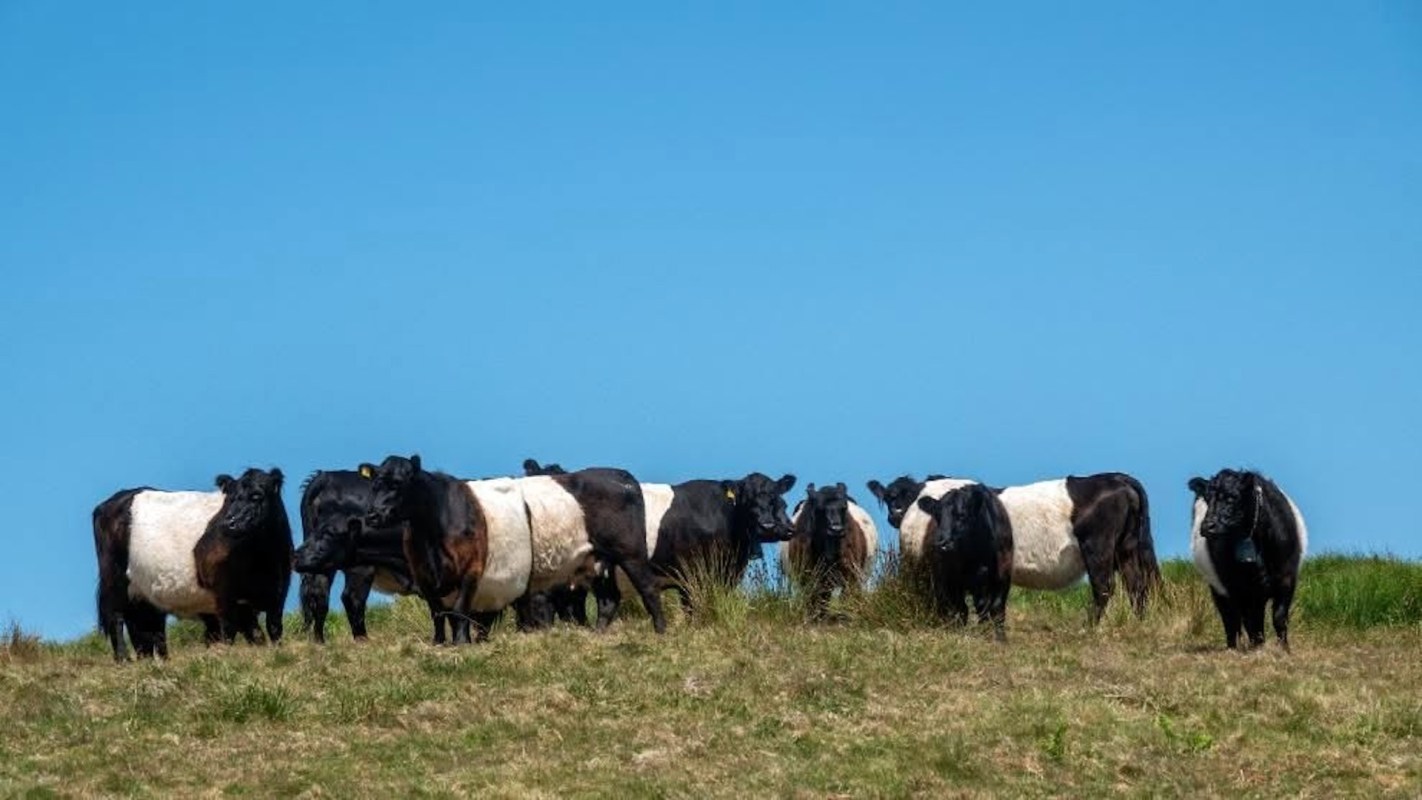 Cattle grazing.
