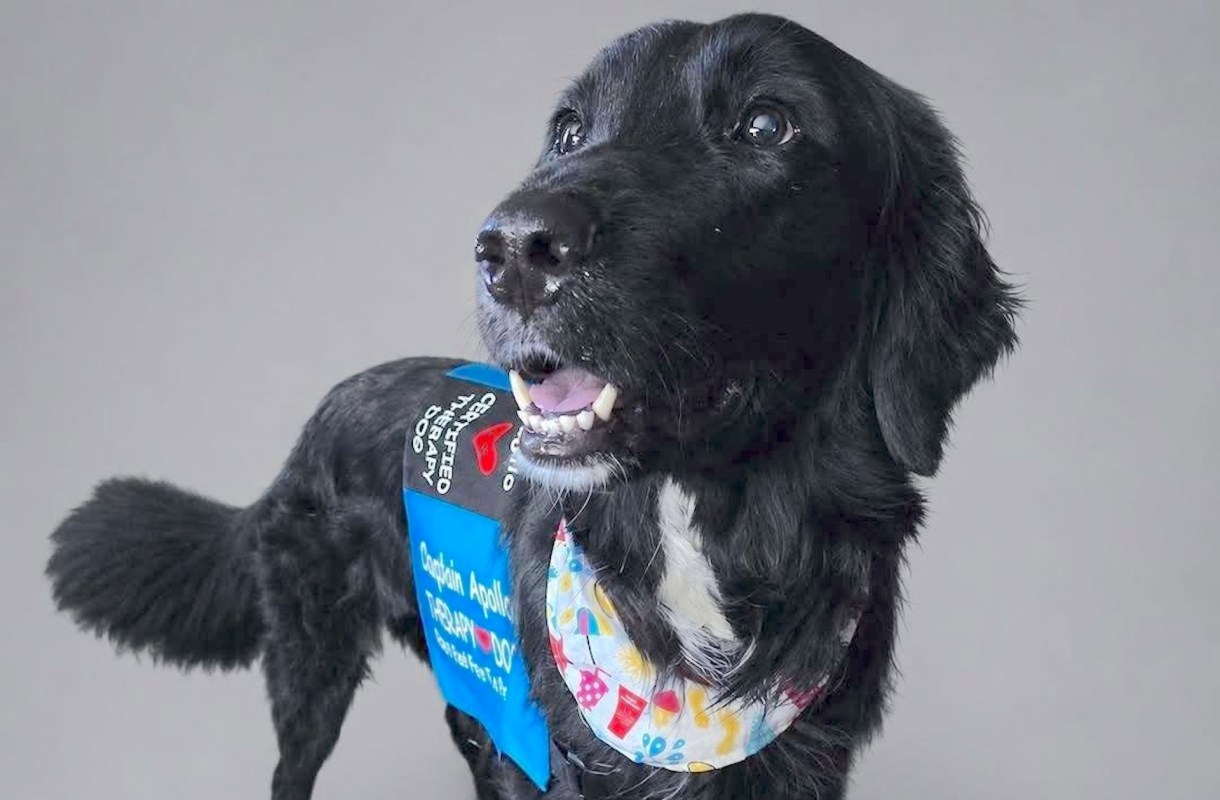 Apollo the therapy dog.