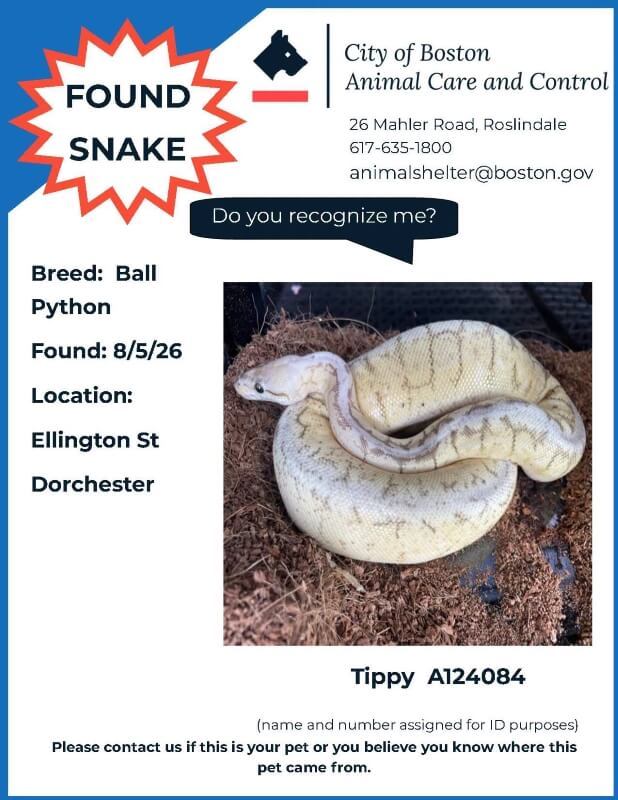 A ball python is coiled on a bed of bedding material.