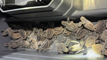 A group of turtle hatchlings clustered together in a container.