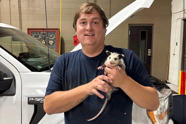 A person holds a baby opossum in front of a vehicle in a garage setting.