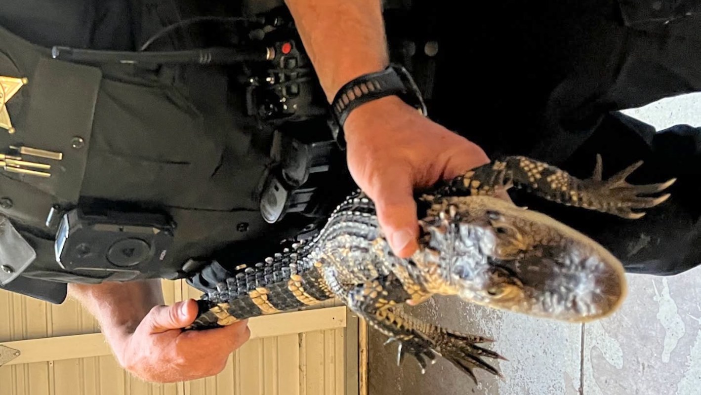 A police officer holds a small alligator in a room with a concrete floor.