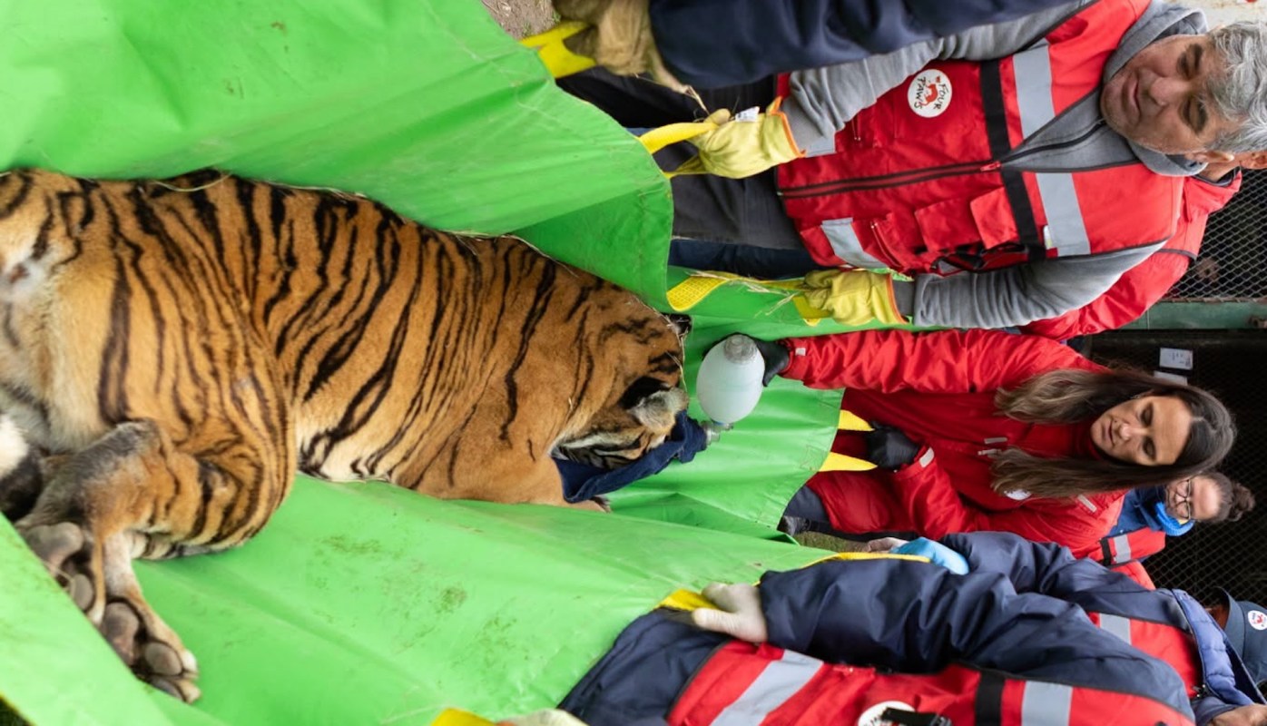 A tiger is being assisted by multiple individuals in red jackets on a green stretcher.