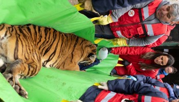 A tiger is being assisted by multiple individuals in red jackets on a green stretcher.