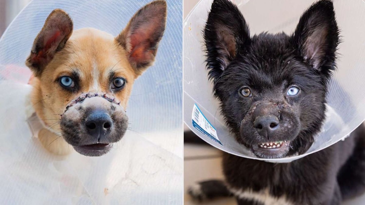 Two dogs wearing cone collars, one tan with blue eyes and the other black with one blue eye and one brown eye.