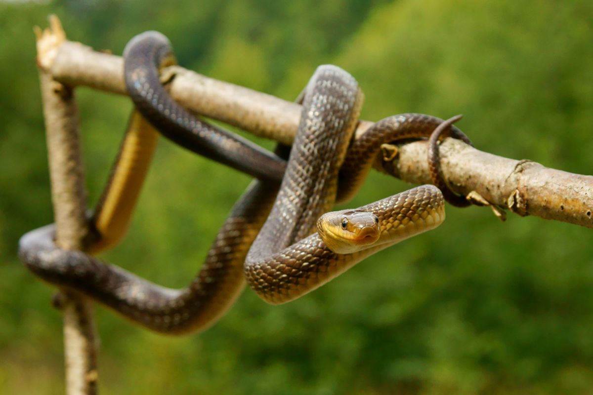An Aesculapian snake.