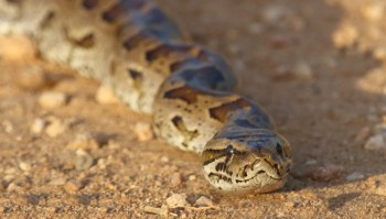 A snake crawls across a sandy surface.