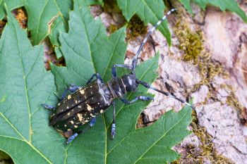 An Asian longhorned beetle.