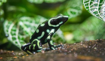 A frog with green and black markings sits on a rock surrounded by greenery.