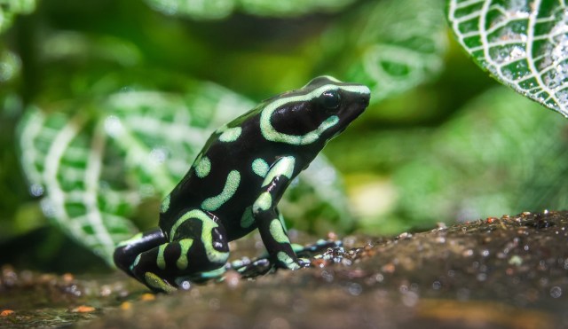 A frog with green and black markings sits on a rock surrounded by greenery.