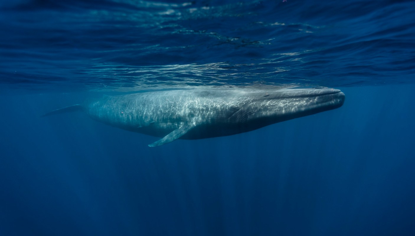 A blue whale surfacing.