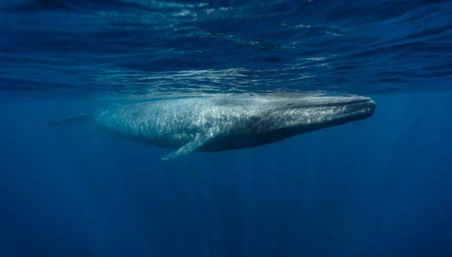 A blue whale surfacing.