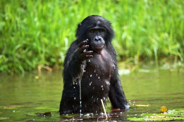 A bonobo standing in water.