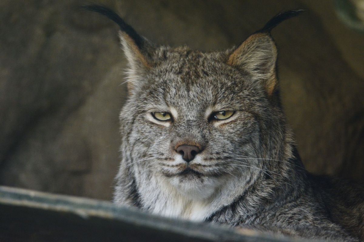 A Canadian lynx.