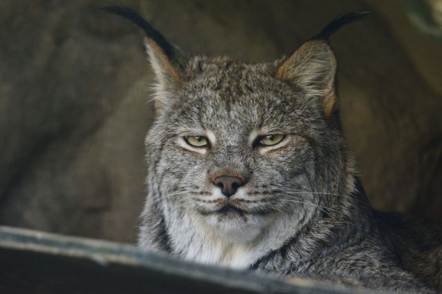 A Canadian lynx.