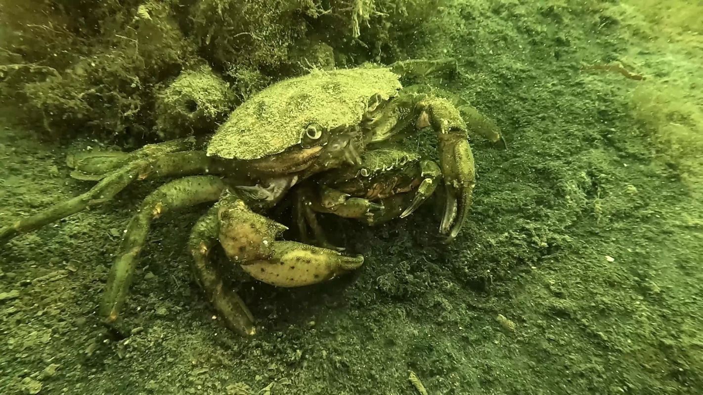 A crab is positioned on the lake floor among green algae and sediment.