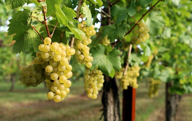 Chardonnay grapes hanging on a vine.