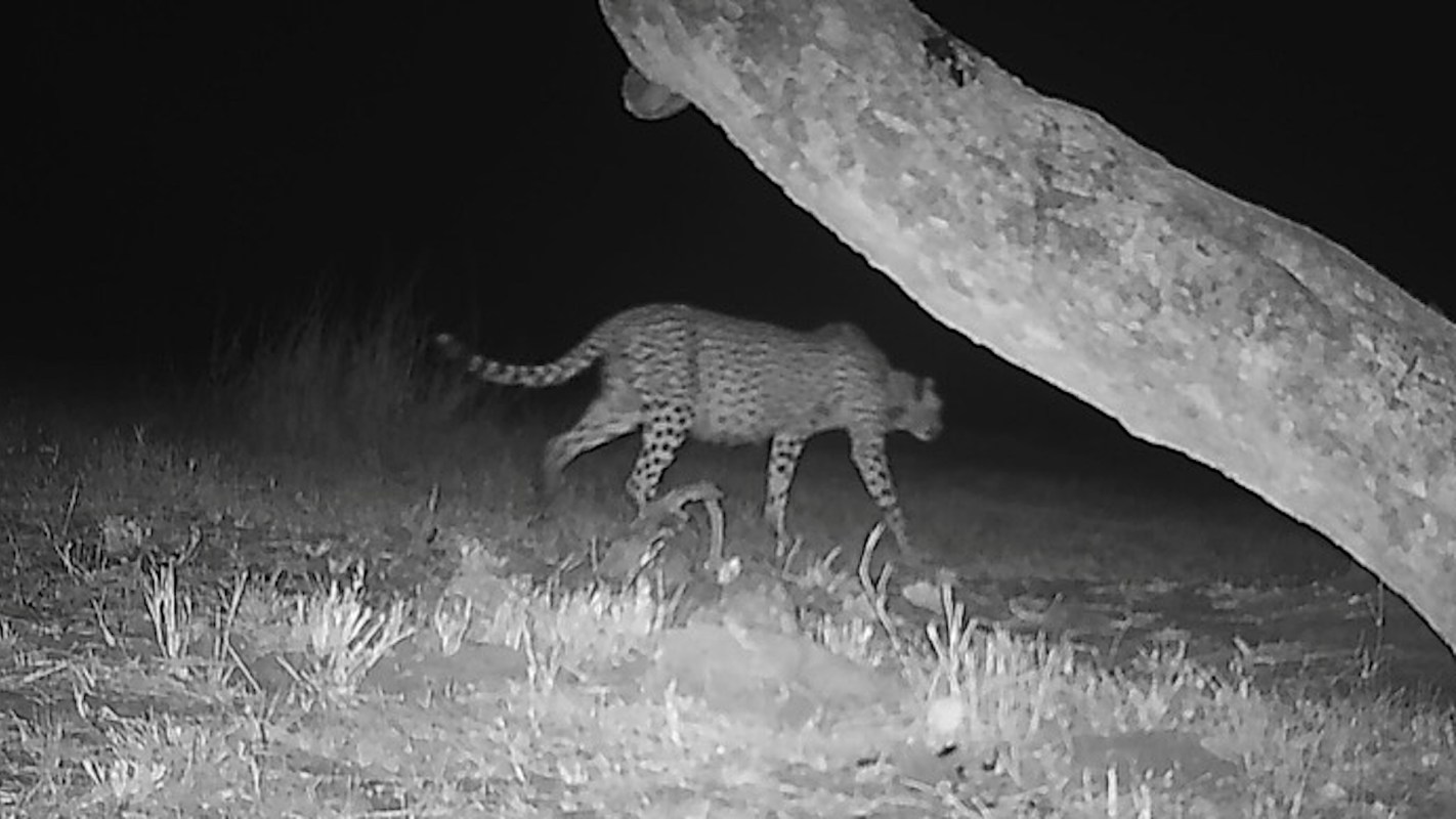 A cheetah walks through grassland at night, partially obscured by a tree branch.