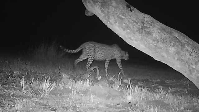 A cheetah walks through grassland at night, partially obscured by a tree branch.