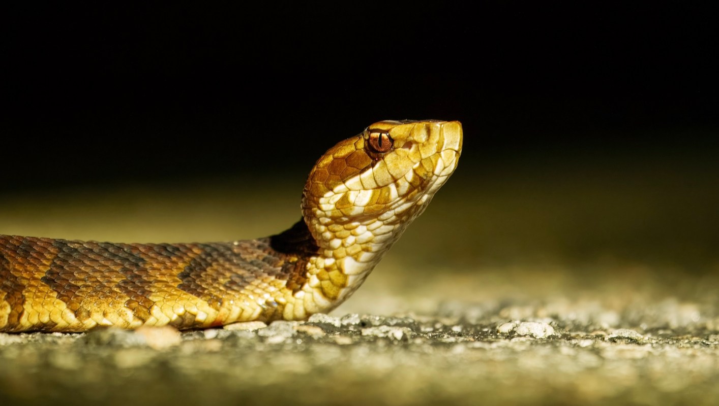 A cottonmouth snake.