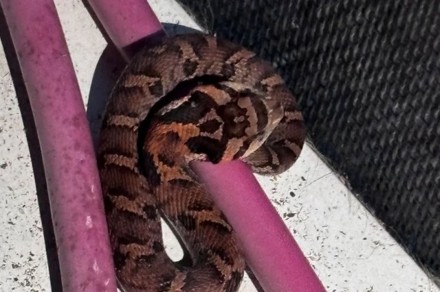 An eastern hognose.