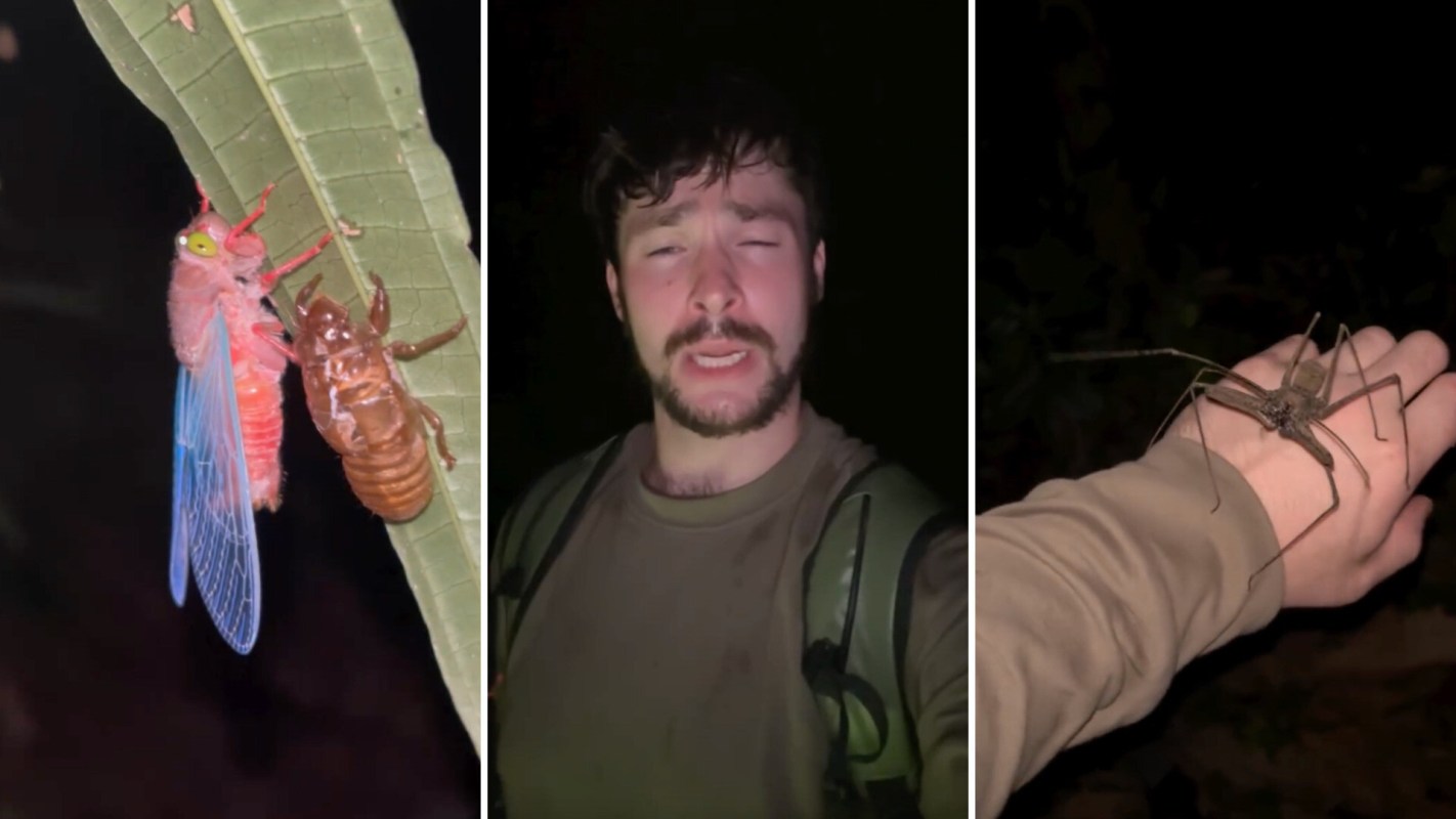 A hatched cicada on a leaf, Zach O'Neill, and a whip scorpion on O'Neill's hand.