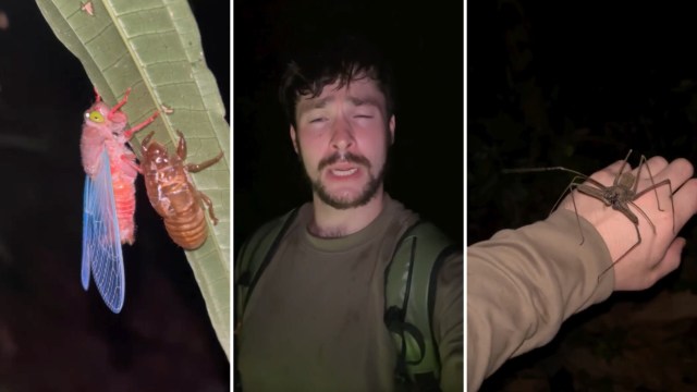 A hatched cicada on a leaf, Zach O'Neill, and a whip scorpion on O'Neill's hand.