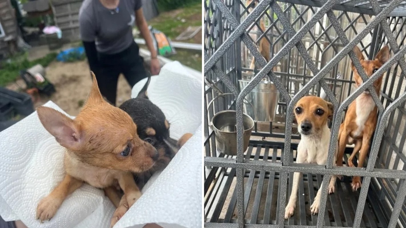 Rescue puppies held on paper towels and in a cage.