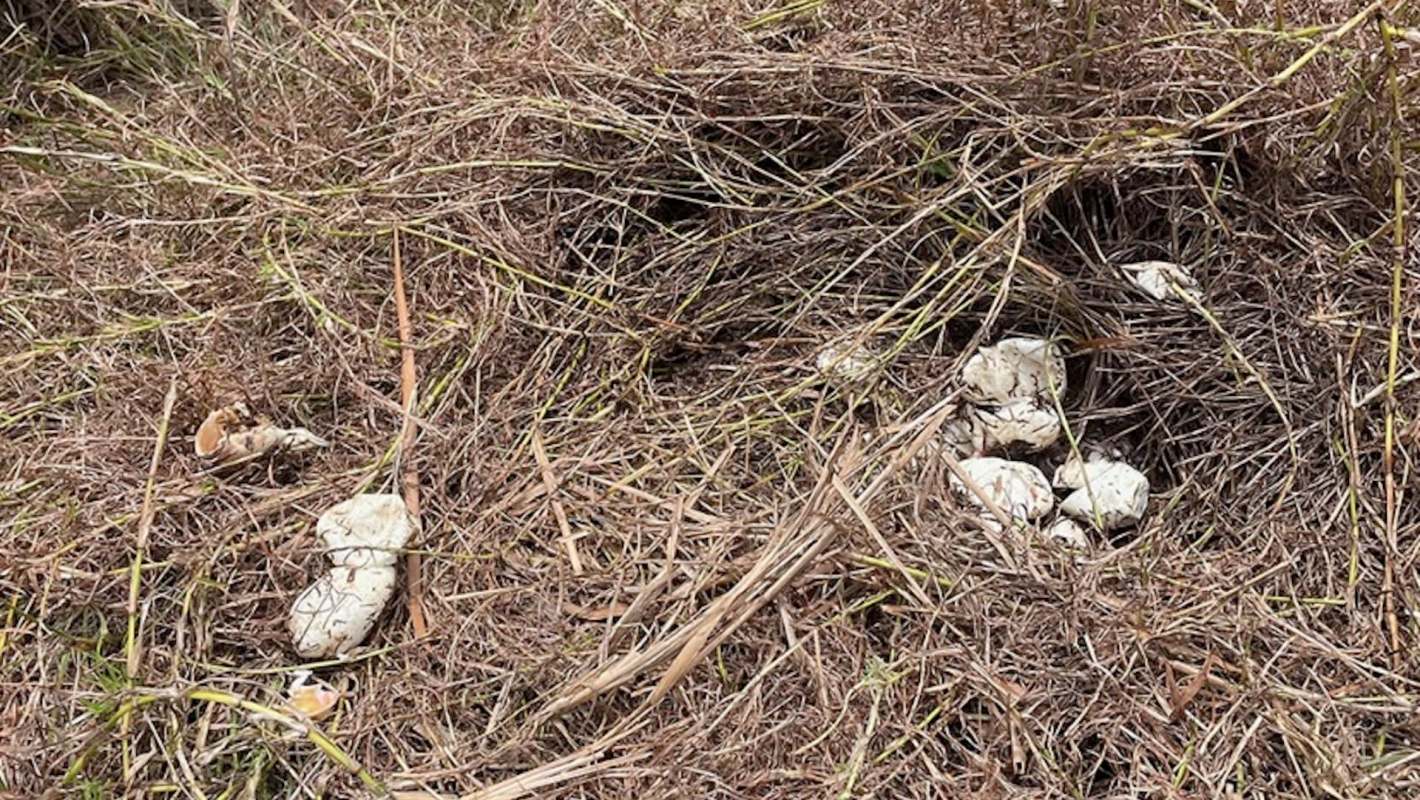 A nest containing several eggs surrounded by dry grass and twigs.