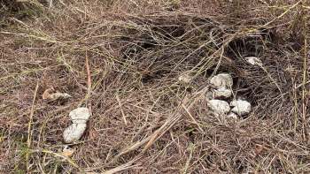 A nest containing several eggs surrounded by dry grass and twigs.