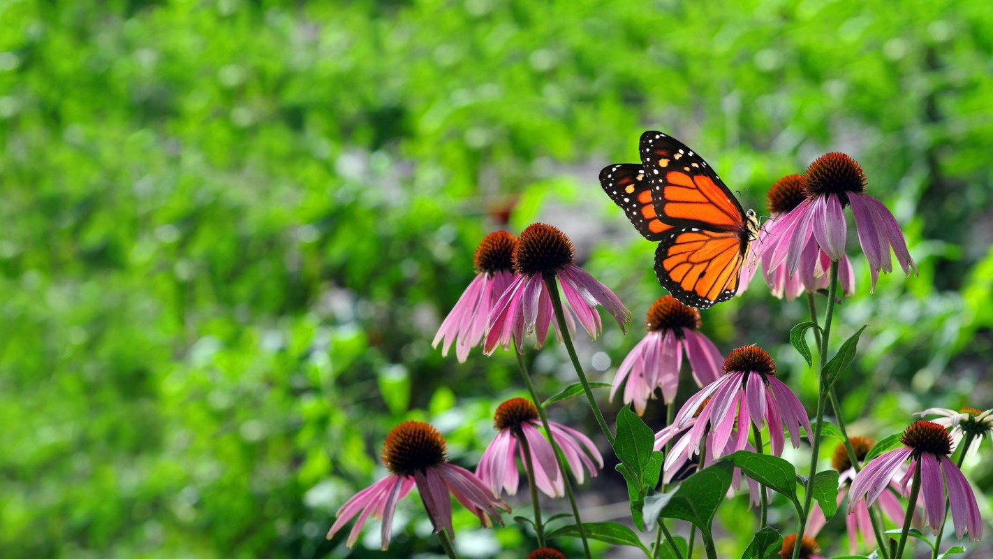 A monarch butterfly on a coneflower.