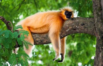 A Gee's golden langur.