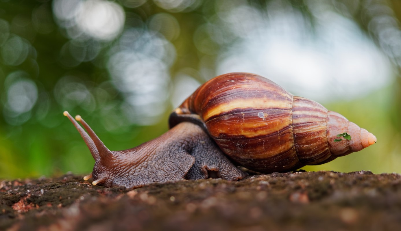 A brown land snail crawling on a surface with a blurred green background.