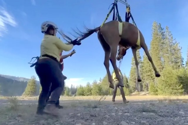 A horse being lifted by harnesses.