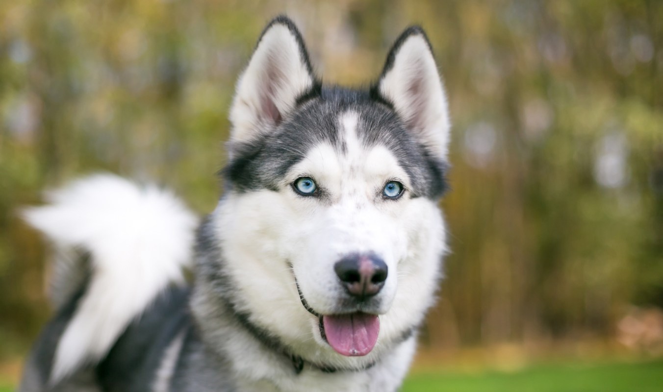 A Siberian Husky with blue eyes stands outdoors.