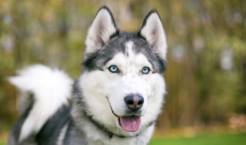 A Siberian Husky with blue eyes stands outdoors.