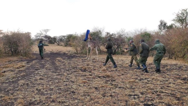 A rescue team releasing a giraffe.
