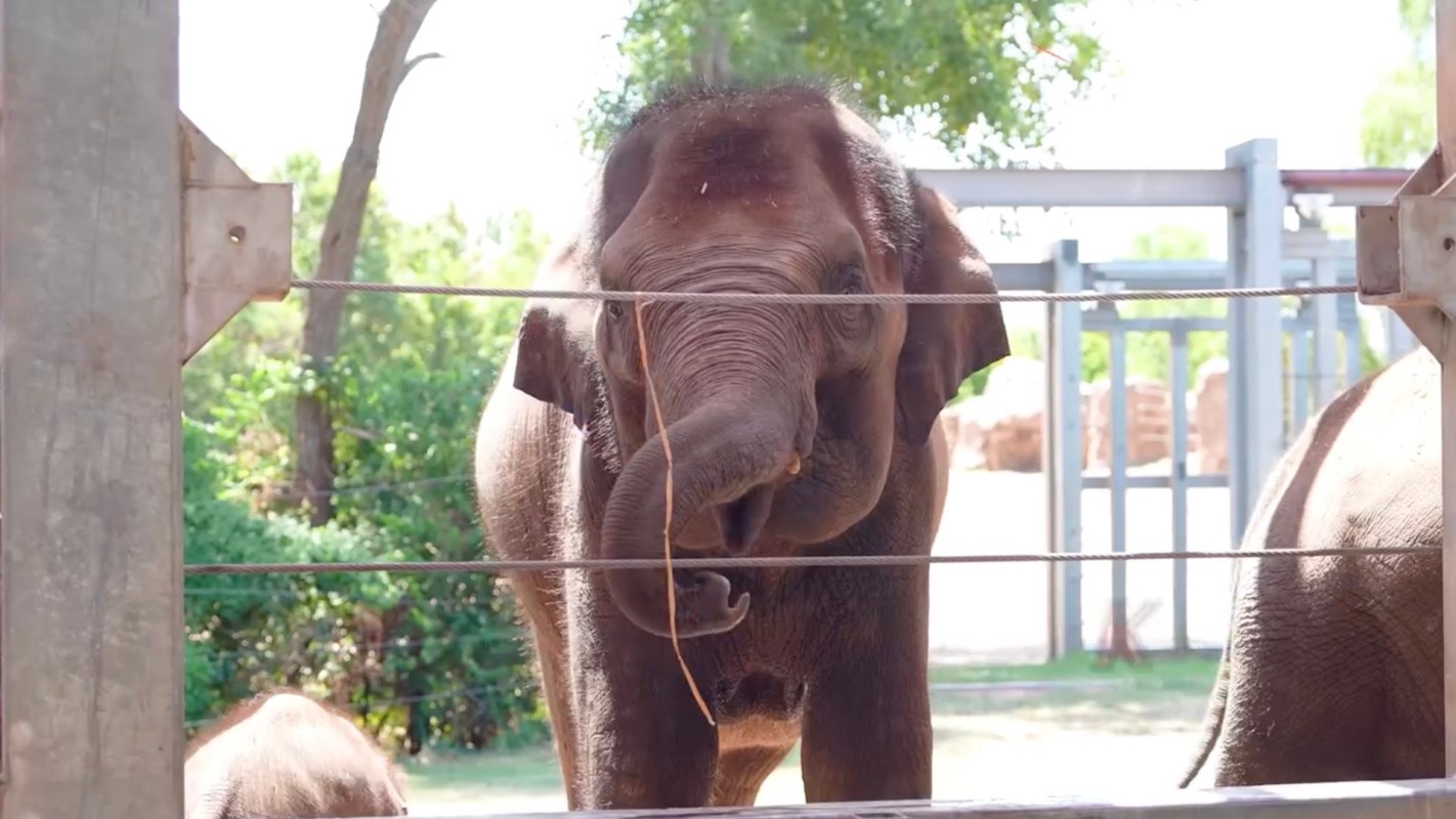 An elephant stands behind a barrier in a green outdoor setting.
