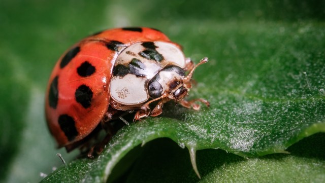 A ladybug on a leaf.