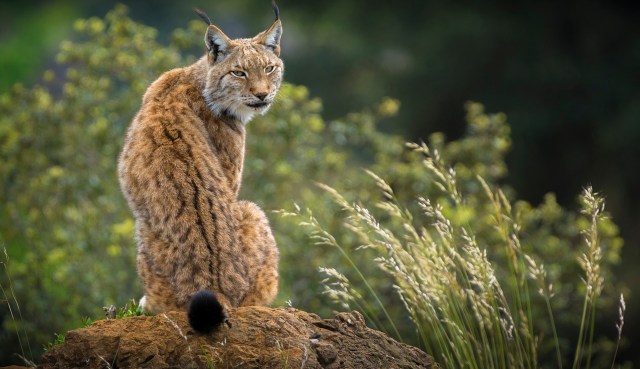 A lynx sits on a rock surrounded by tall grass and greenery.