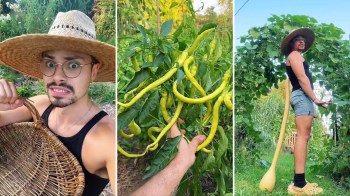A gardener harvesting plants.