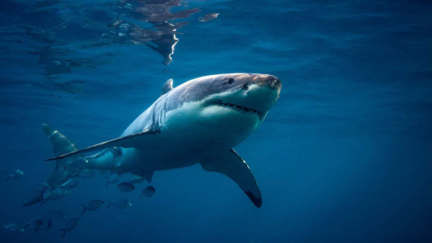 A great white shark swims in clear blue water with smaller fish nearby.