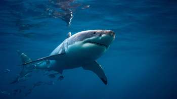 A great white shark swims in clear blue water with smaller fish nearby.