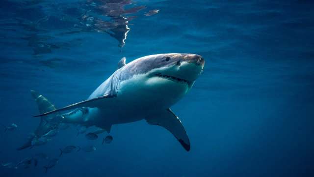 A great white shark swims in clear blue water with smaller fish nearby.