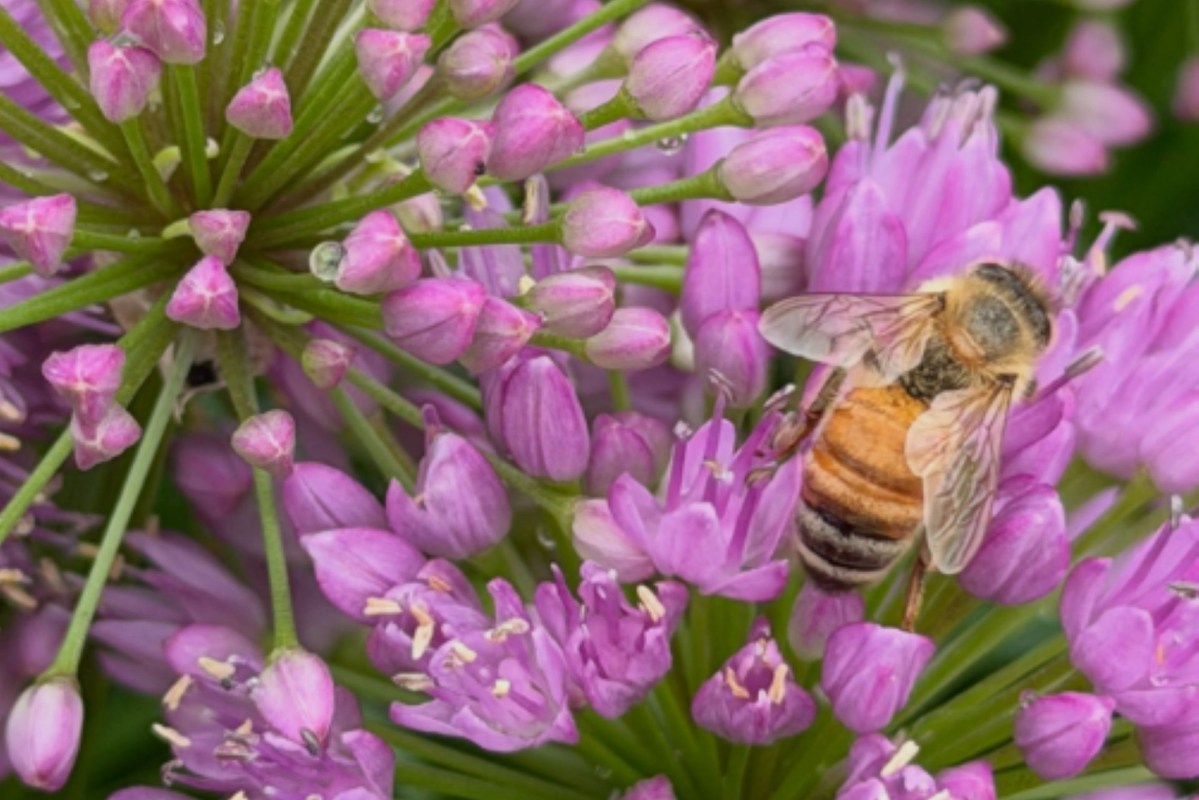 A bee on millenium allium.